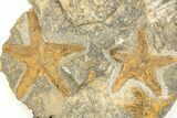 Three Ordovician Starfish (Petraster?) Fossil - Morocco #209012-2